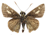 Halpe veluvana brevicornis ♂ Un.