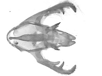 Halpe veluvana brevicornis ♂ genitalia