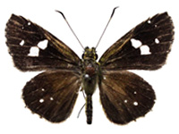 Scobura cephaloides kinka ♂ Up.