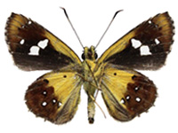Scobura cephaloides kinka ♂ Un.