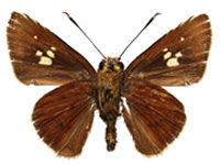 Zographetus ogygia ♂ Un.