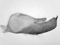 Pyroneura derna ♂ genitalia