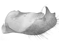 Pyroneura callineura donatana ♂ genitalia