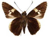 Lotongus calathus calathus ♂ Un.
