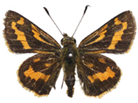 Potanthus nesta nesta ♀ Up.