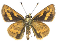 Potanthus nesta nesta ♀ Un.