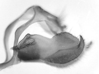 Parnara bada bada ♂ genitalia