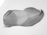 Parnara bada bada ♂ genitalia