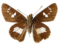 Tsukiyamaia albimacula ♂ Un.