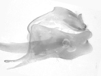 Caltoris tenuis ♂ genitalia