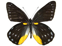 Delias berinda ssp. ♂ Up.