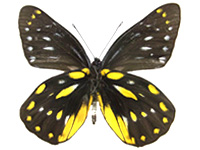 Delias berinda ssp. ♂ Un.