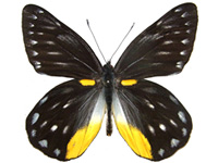 Delias berinda ssp. ♂ Up.