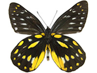 Delias berinda ssp. ♂ Un.