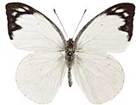 Appias indra indra ♂ Up.