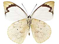 Appias indra indra ♂ Un.