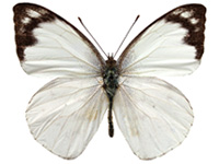 Appias indra indra ♂ Up.