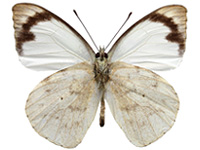 Appias indra indra ♂ Un.