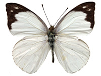 Appias indra indra ♂ Up.