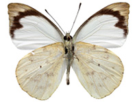 Appias indra indra ♂ Un.