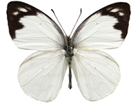 Appias indra indra ♂ Up.