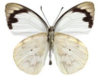 Appias indra indra ♂ Un.