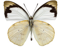 Appias indra indra ♂ Un.