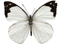 Appias indra indra ♂ Up.