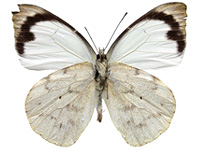 Appias indra indra ♂ Un.