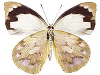 Appias indra indra ♀ Un.