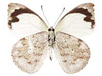 Appias indra indra ♀ Un.