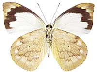 Appias indra indra ♀ Un.