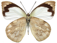 Appias indra indra ♀ Un.