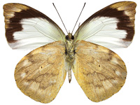 Appias indra indra ♀ Un.