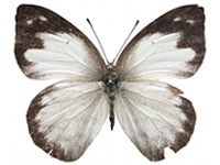 Appias indra indra ♀ Up.