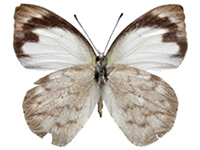 Appias indra indra ♀ Un.