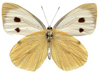 Pieris brassicae nepalensis ♂ Un.