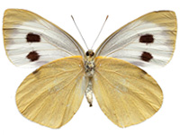 Pieris brassicae nepalensis ♀ Un.