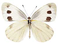 Pieris canidia canidia ♂ Un.