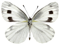 Pieris canidia canidia ♂ Un.