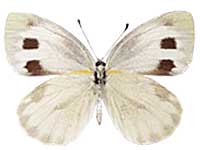 Pieris canidia canidia ♀ Un.