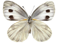 Pieris canidia canidia ♀ Un.