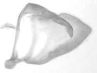 Pontia edusa amphimara ♂genitalia