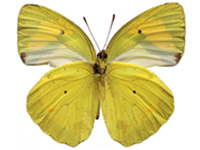 Ixias pyrene yunnanensis ♂ Un.