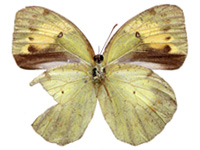 Ixias pyrene yunnanensis ♀ Un.