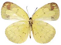 Eurema andersoni sadanobui ♀ Un.