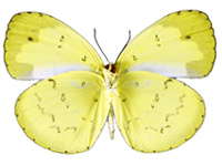 Eurema novapallida novapallida ♀ Un.