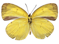 Eurema nicevillei nicevillei ♀ Un.