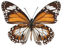 Danaus affinis malayana ♂ Un.