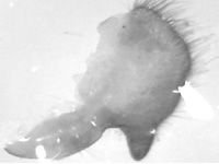 Euploea crameri praedicabilis ♂ genitalia